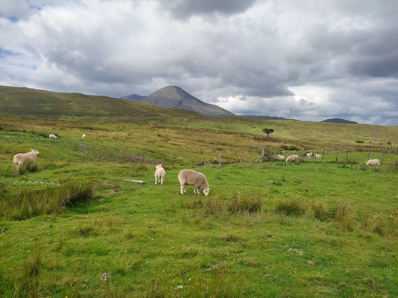 Highland Schafe auf Skye